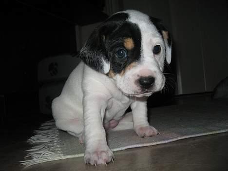 Blanding af racer Møllens Mille billede 2