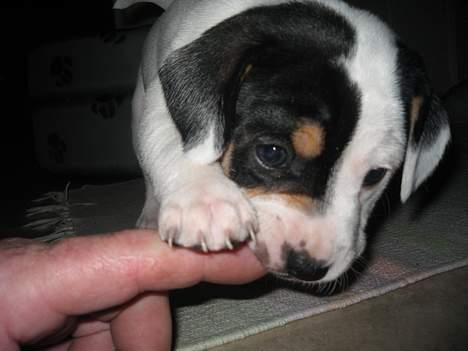 Blanding af racer Møllens Mille billede 3