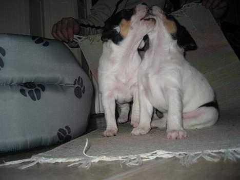 Blanding af racer Møllens Mille billede 4