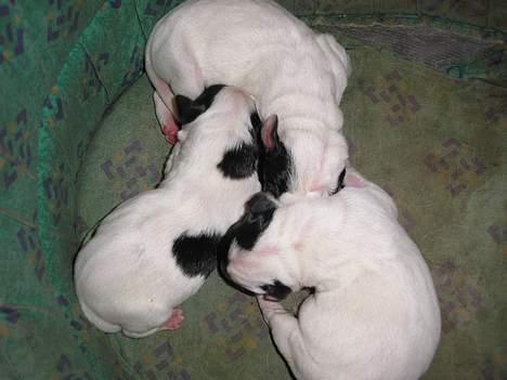 Blanding af racer Møllens Mille billede 5