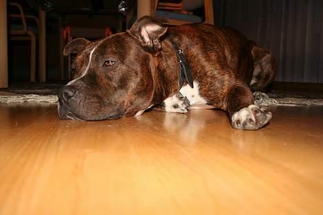 Amerikansk staffordshire terrier rex billede 1