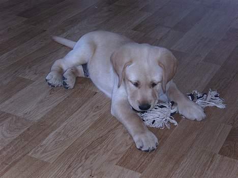 Labrador retriever Tumle - legetøj er en god ting billede 1