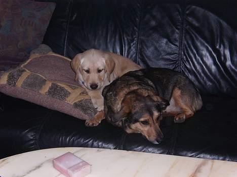Labrador retriever Tumle - tager lige en morfar med storbror billede 2