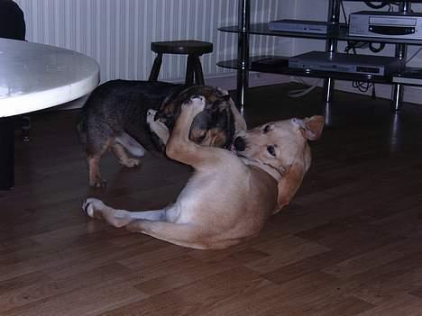 Labrador retriever Tumle - ja banker lige storebror .... eller prøver på det billede 3