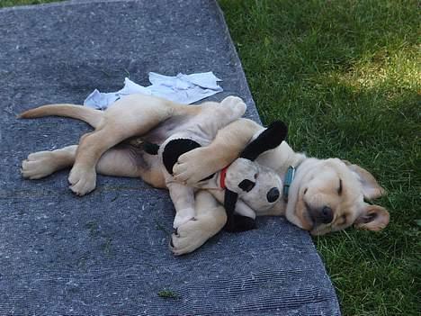 Labrador retriever Tumle - ihh det så hyggerligt billede 4