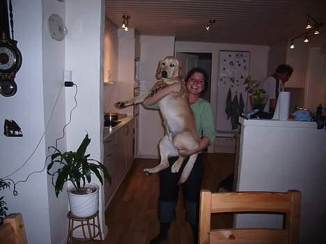Labrador retriever Tumle - det så moster theresa der lige skulle se om hun kunne løfte mig billede 5