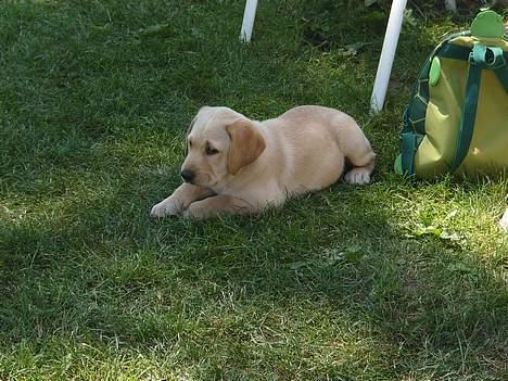 Labrador retriever Tumle - hihi leger med ungerne - tager lige en slapper billede 6