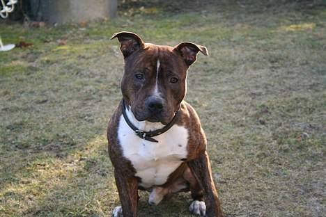 Amerikansk staffordshire terrier rex billede 2