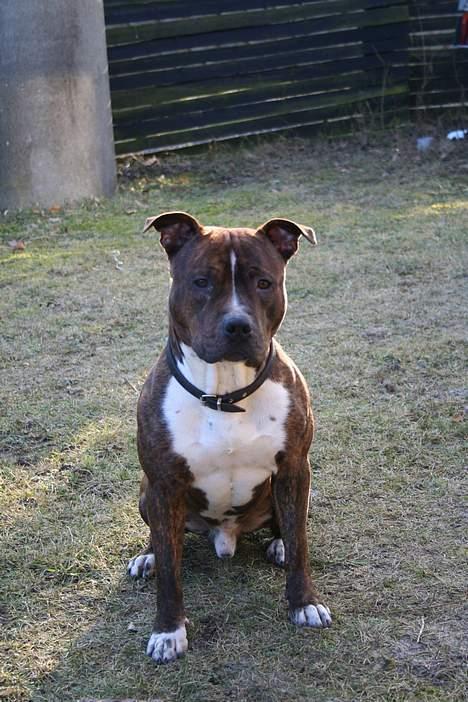 Amerikansk staffordshire terrier rex billede 3