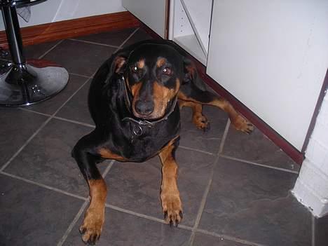 Dobermann sitta ( aflivet) :( rip  - min dejlige model SITTA foto mig billede 1