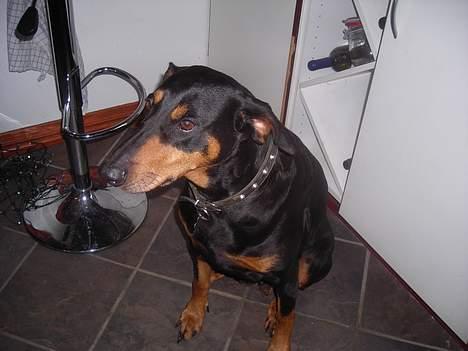 Dobermann sitta ( aflivet) :( rip  - den dejlige store og doven hund foto mig billede 2