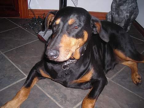 Dobermann sitta ( aflivet) :( rip  - jaja jeg ved da godt at jeg er skøn foto mig billede 3