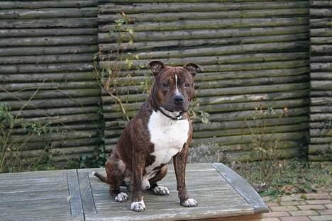 Amerikansk staffordshire terrier rex billede 4