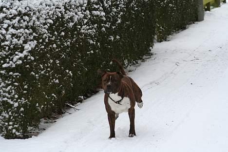 Amerikansk staffordshire terrier rex billede 6