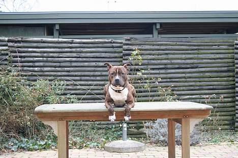 Amerikansk staffordshire terrier rex billede 7