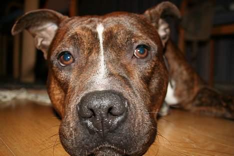 Amerikansk staffordshire terrier rex billede 8