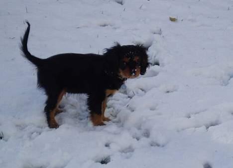 Cavalier king charles spaniel Chili - Første gang jeg er ude i sneen... billede 8