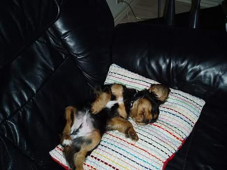 Cavalier king charles spaniel Chili - ZZzZzZzZ billede 10