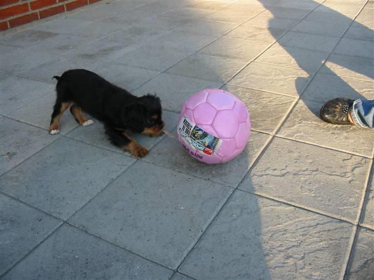 Cavalier king charles spaniel Chili billede 11