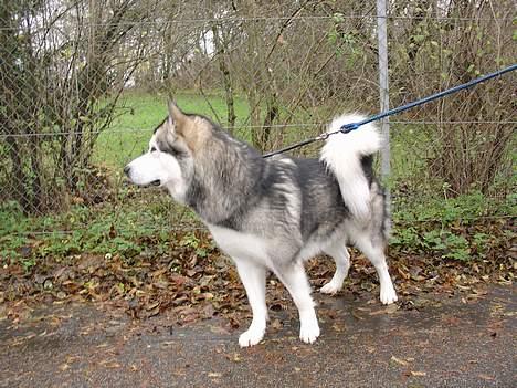 Alaskan malamute AKJAQ billede 16