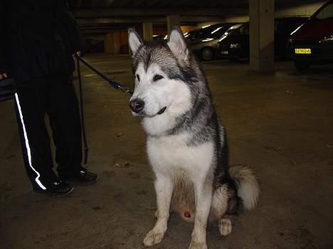 Alaskan malamute AKJAQ billede 17