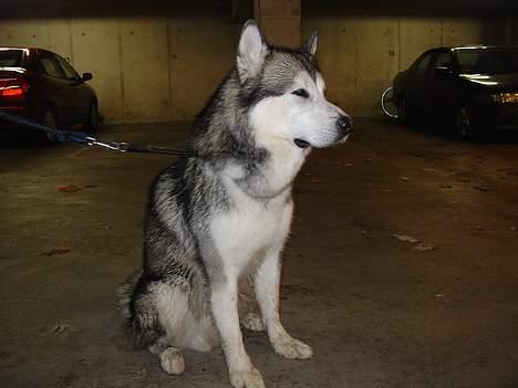 Alaskan malamute AKJAQ billede 18