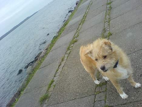 Blanding af racer Mads - Så er vi på vej ned og se på ænderne ved havnen !! billede 15