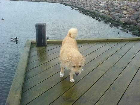 Blanding af racer Mads - Mads på badebroen - eller hvad det er  =) billede 16