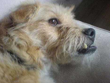 Blanding af racer Mads - Model Mads med underbid :) billede 17