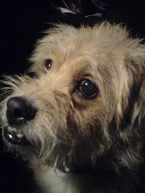 Blanding af racer Mads - Hej hej..... Her er jeg igen billede 18