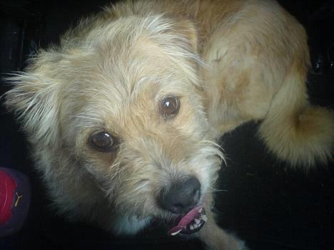 Blanding af racer Mads - Mads er med ude og køre en tur.. billede 19