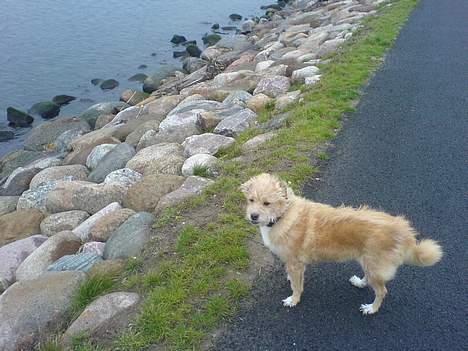 Blanding af racer Mads - Det blæser meget hernede ved vandet. Nu er vi på vej hjem... :) billede 20