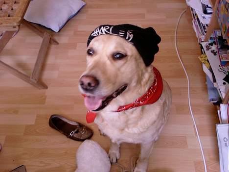 Labrador retriever Sussi - seje billede 1