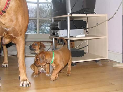 Rhodesian ridgeback n'Dondela.  ( Anton ) - Jeg er den lille søde hvalp med grønt bånd on halsen. ( Kun nogen uger gammel ) billede 9