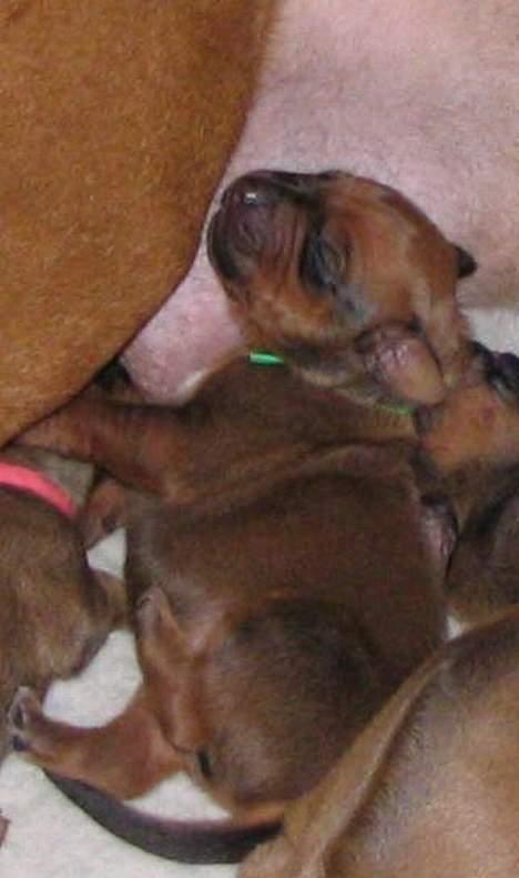 Rhodesian ridgeback n'Dondela.  ( Anton ) - Her er jeg absolut ikke ret gammel. Men stadig super sød. billede 10