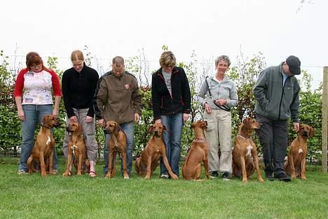 Rhodesian ridgeback n'Dondela.  ( Anton ) - Her er vi til hvalpetræf i maj måned 2006. ( ½ år gamle ) Det er mig og min "far" længst ude til højre. billede 11