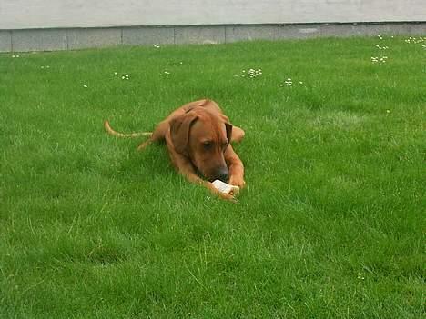 Rhodesian ridgeback n'Dondela.  ( Anton ) - Her nyder jeg livet på min græsplæne. billede 12