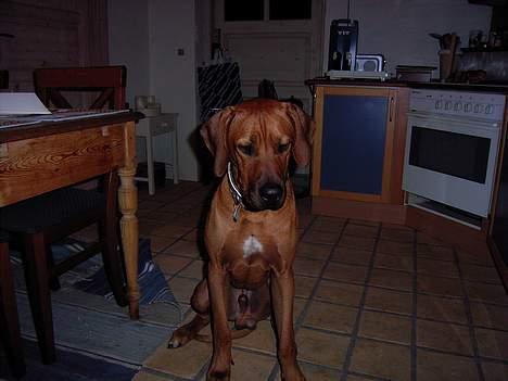 Rhodesian ridgeback n'Dondela.  ( Anton ) - Nu er jeg bare en STOR lækker hanhund. billede 13