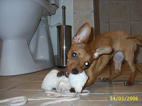 Prazsky krysarik foxy billede 10