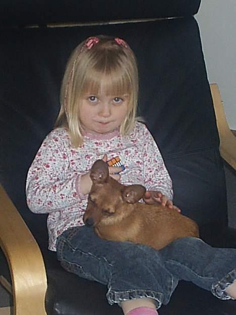 Prazsky krysarik foxy billede 11