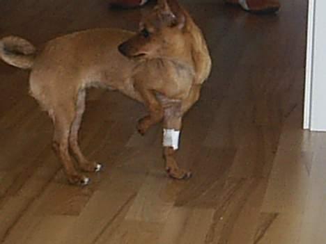 Prazsky krysarik foxy billede 12