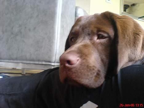 Labrador retriever Mads *død* - mads billede 10