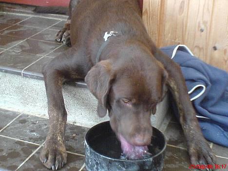 Labrador retriever Mads *død* - mads træt og tørstig billede 11