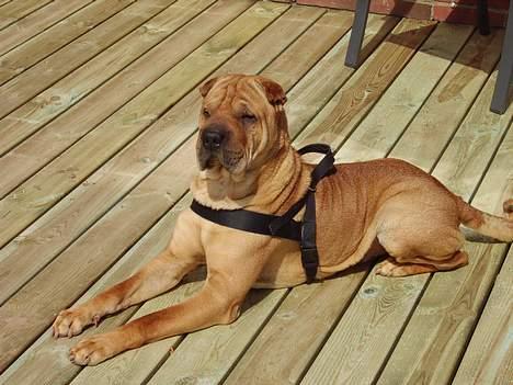 Shar pei Woody billede 1