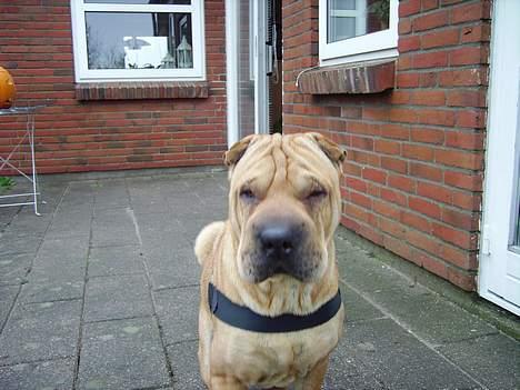 Shar pei Woody billede 2