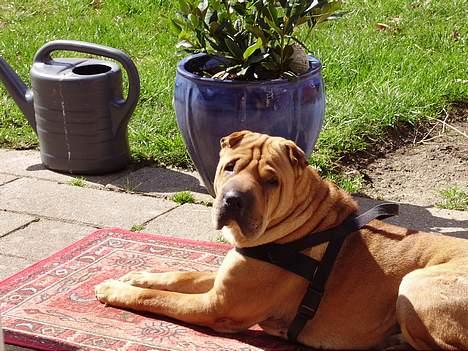 Shar pei Woody billede 6