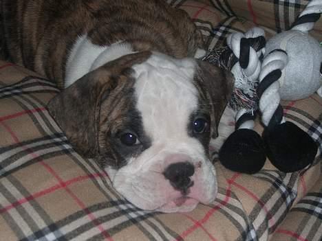 Olde victorian bulldogge Baby billede 1