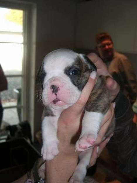 Olde victorian bulldogge Baby billede 2