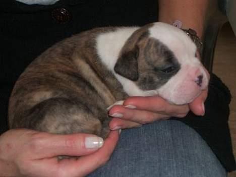 Olde victorian bulldogge Baby billede 3