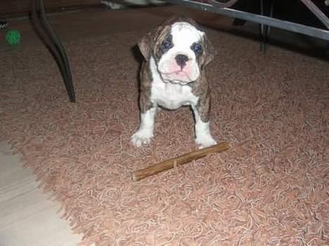 Olde victorian bulldogge Baby billede 4